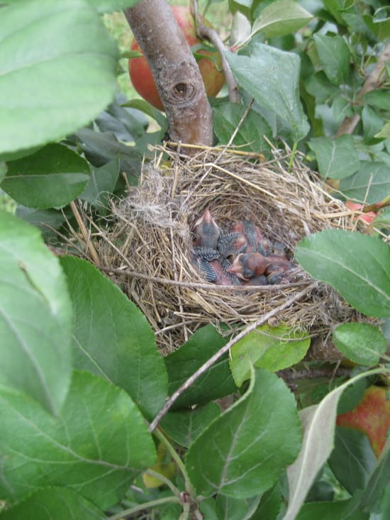 the nest of motherhood